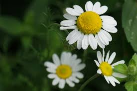 Image result for Matricaria