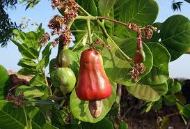 A main product from cashew tree is cashew nut (true fruit), which is rich in fat and protein. Hd Wallpaper Cashew Fruit Ripe Nut Tree Crop Horticulture India Food Wallpaper Flare