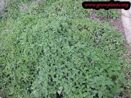 Plectranthus ciliatus, called indian borage, is a species of flowering plant in the family lamiaceae, native to south africa and swaziland, and introduced to victoria in australia and the north and south islands of new zealand. Plectranthus Neochilus How To Grow Care