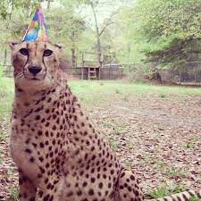 Chehaw On Instagram Ellie And Roswell Are Turning 10 Help Us Celebrate April 10 At The Cheetah Exhibit At10 30 The Wild Animal Park Animals Wild Exhibition