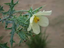 Image result for Argemone ochroleuca