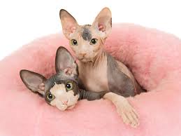 The cheapest offer starts at £25. How Much Does A Sphynx Cat Cost Why Are So Expensive Glamorous Cats