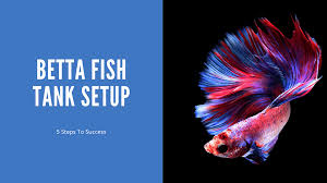 How To Cycle A Betta Tank: Ultimate Guide For New Aquarists - Badman'S  Tropical Fish