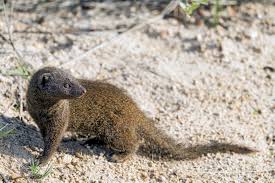 Mongoose Species Facts Britannica
