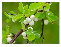 Image result for Flueggea virosa