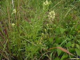 Zierpflanzenkulturen werden von gärtnern der fachrichtung zierpflanzenbau. Reseda Spec Resede Wau Arten Herbarium Von Ingrids Webseite