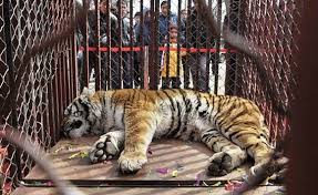 Wild Animals Should Not Be Kept In Captivity Grace Marie Velez Colon