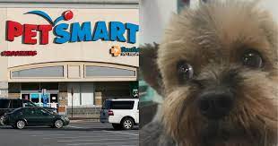 We did not find results for: Investigation Finds 47 Dogs Died After Grooming At Petsmart Over Past Decade Cbs News