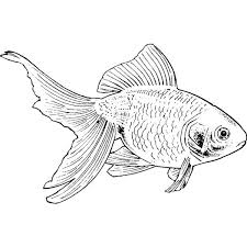 Goldfish Liked On Polyvore Fish Artwork Fish Drawings Goldfish