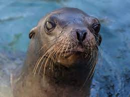 Major Disease Outbreak Strikes California Sea Lions Sea Lion Marine Mammals Lions