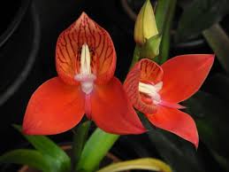 Image result for Disa fragrans