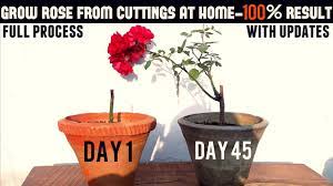 Transplant your cutting once new leaves have begun to grow. Easiest Way To Grow Rose From Cuttings Start To Finish Youtube