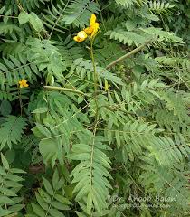 Image result for Senna sophera