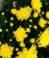 Image result for Chrysanthellum indicum