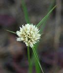 Image result for Cyperus zollingeri