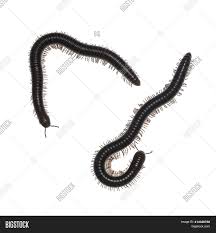 Millipede white illustrations & vectors. Adult Male Female Image Photo Free Trial Bigstock