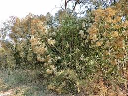 Image result for Vernonanthura polyanthes