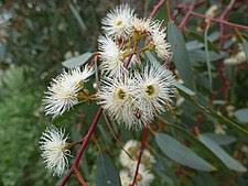 Maybe you would like to learn more about one of these? Eucalyptus Camaldulensis Wikipedia