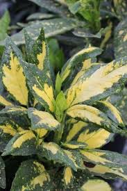 Image result for Aucuba