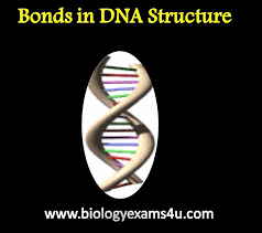 Pin By Daniel Goheen On Simple Biology Videos Molecular Genetics Dna Bond