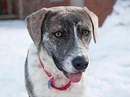 Petharbor Com Animal Shelter Adopt A Pet Dogs Cats Puppies Kittens Humane Society Spca Lost Found Dog Insurance Dog Boarding Near Me Dogs