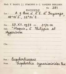 Image result for Euphorbia crebrifolia