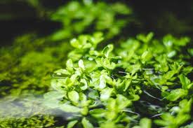 Image result for Bacopa monnieri