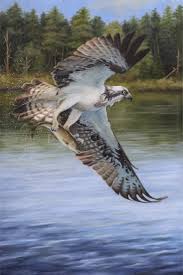 Birds Of Prey Pictures And Names Morning Catch Osprey Over Water 6 100 Limited Edition Print Art Print In 2020 Printmaking Art Fine Art