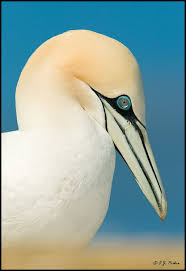 Big Birds With White Heads Photos Of The Month Page Pet Birds Sea Birds Nature Birds