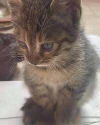 Izmir Kedi Evi Haustiervermittlungsdienst Facebook 437 Fotos