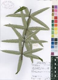 Image result for Ozoroa homblei