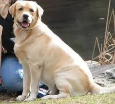 Contact labrador newfoundland breeders near you using our free newfoundland breeder search tool below! 11 Best Labrador Breeders In Florida 2021 We Love Doodles