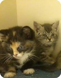 The need for a different kind of pet store inspired our founder to create the pet shop in 1975. Salem Nh Domestic Shorthair Meet Tabby Calico Kittens A Pet For Adoption