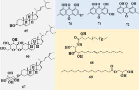Image result for Maesa lanceolata
