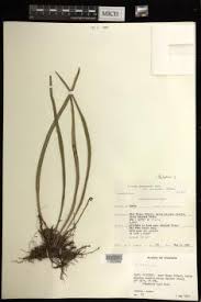 Image result for Vittaria guineensis