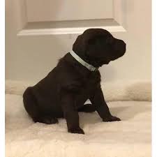 Check spelling or type a new query. Akc Registered Lab Puppies For Sale 7 Available In Wichita Falls Texas Puppies For Sale Near Me