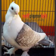 Brunette Satinette Pigeon Breeds Pigeon Pigeon Loft