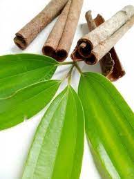 In cultivation young trees are cut back twice a year and sucker shoots. Cinnamon Leaf Oil At Rs 2250 Kilogram Cinnamon Oils Id 14416637812