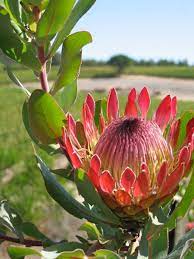 The Farm Jordan Wine Estate Stellenbosch South Africa South African Wine Farm Flowers