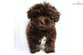 Havanese puppies for sale from proven dog breeders. Cutie Adorable Female Akc Chocolate Havanese Havanese Puppies Havanese Puppies For Sale Puppies