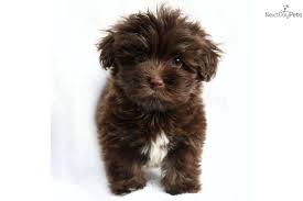 Maybe you would like to learn more about one of these? Cutie Adorable Female Akc Chocolate Havanese Havanese Puppies Havanese Puppies For Sale Havanese Dogs