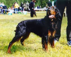 Irish and european records show both white and red. Gordon Setter History Temperament Care Training Feeding Pictures