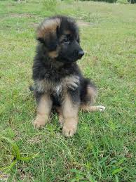Beautiful 7 Week Old Longhair German Shepherd Female Puppy For Sale At The Vhr Ranch In Paige Tx Cute Baby Animals Baby Animals Doggy