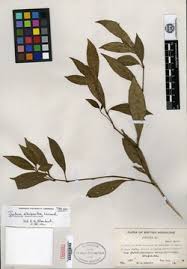 Image result for Justicia anselliana