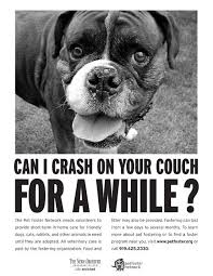 Foster Network The Gangs Of New Yorkie Blog The Fosters Foster Dog Dog Marketing