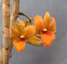 Dendrobium Crocatum Ch 20721 Dendrobium Orange Orchid Orchidsbyhausermann Beautiful Orchids Dendrobium Orchids Orchid Flower