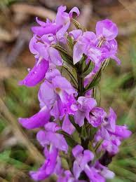 Image result for Brachycorythis pleistophylla