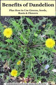 Check spelling or type a new query. Benefits Of Dandelion Plus How To Use Greens Seeds Roots Flowers
