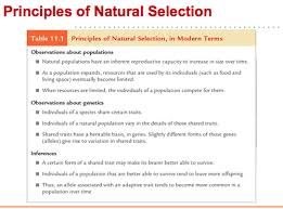It is a genetic change through time. Chapter 15 Section 1 Darwin S Theory Of Evolution By Natural Selection Flashcards Quizlet