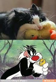 Sylvester The Cat In Real Life Lol Funny Animal Pictures Cats Cute Animals